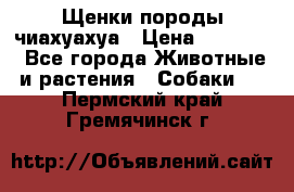 Щенки породы чиахуахуа › Цена ­ 12 000 - Все города Животные и растения » Собаки   . Пермский край,Гремячинск г.